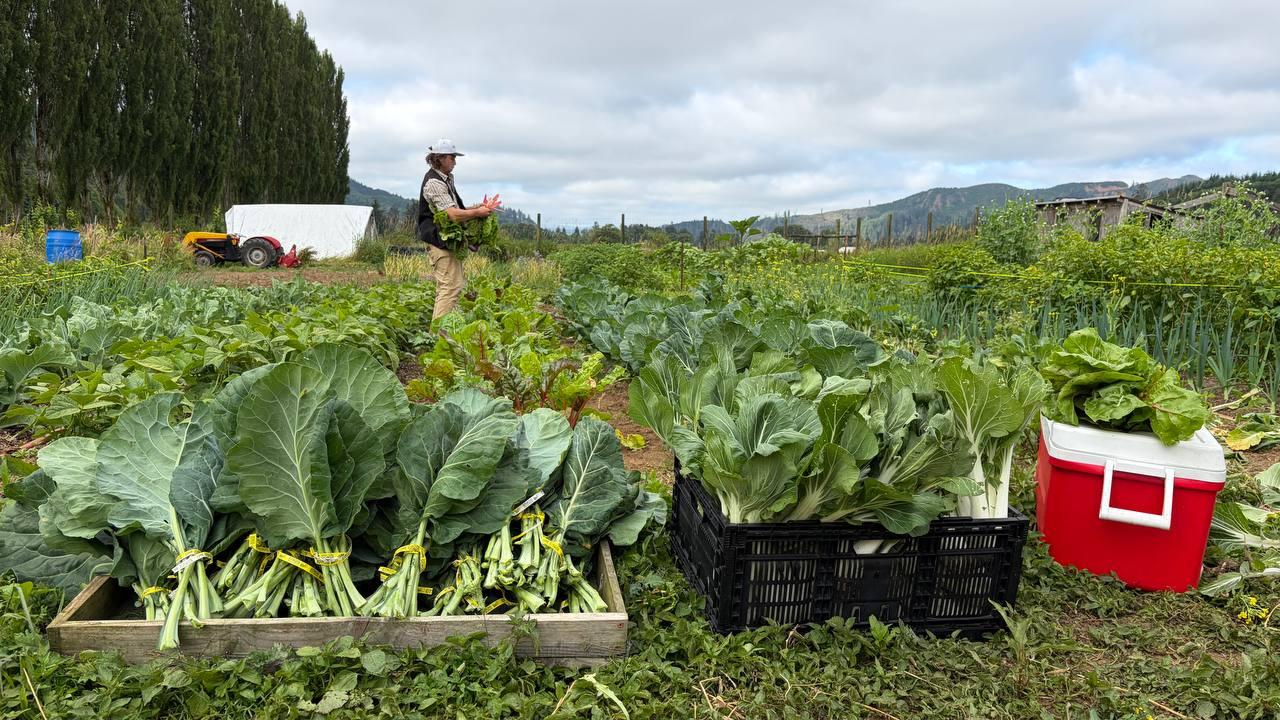 Elkenmist farmer harvesting from the fields